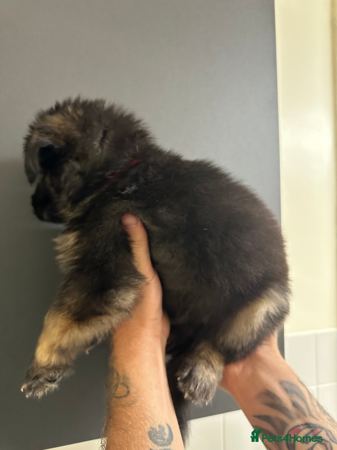 German Shepherd dogs for sale: German shepherd  - Image 8