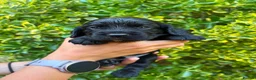Cocker Spaniel dogs for sale: Female KC Cocker Spaniel (Ready to leave) - Advert 13