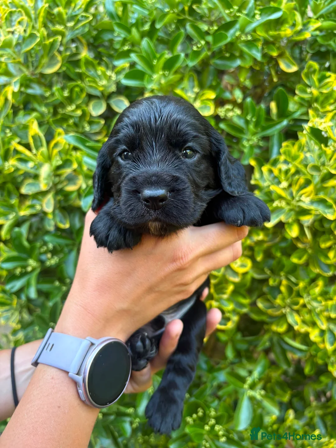 Cocker Spaniel dogs for sale: Female KC Cocker Spaniel (Ready to leave) - Advert 13