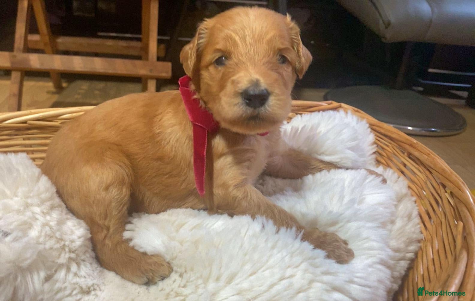 Goldendoodle dogs 🐾 Stunning Fox Red F2b Goldendoodle puppies 🐾  - Advert 7