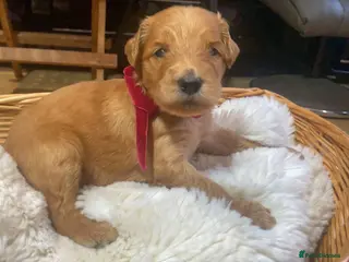 Goldendoodle dogs 🐾LAST GIRL🐾Stunning Fox Red F2b Goldendoodle 🐾 - Advert 14