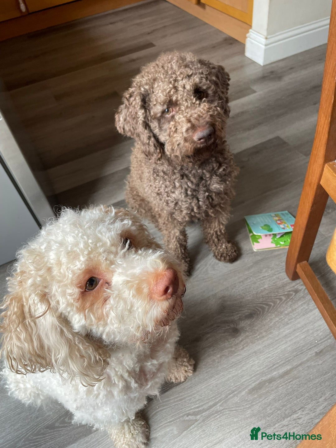 Lagotto Romagnolo dogs for sale: Authentic Lagotto Romagnolo Puppies for Sale KC  - Image 9