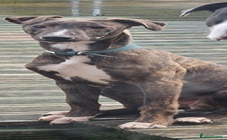 Lurcher dogs - Advert 1