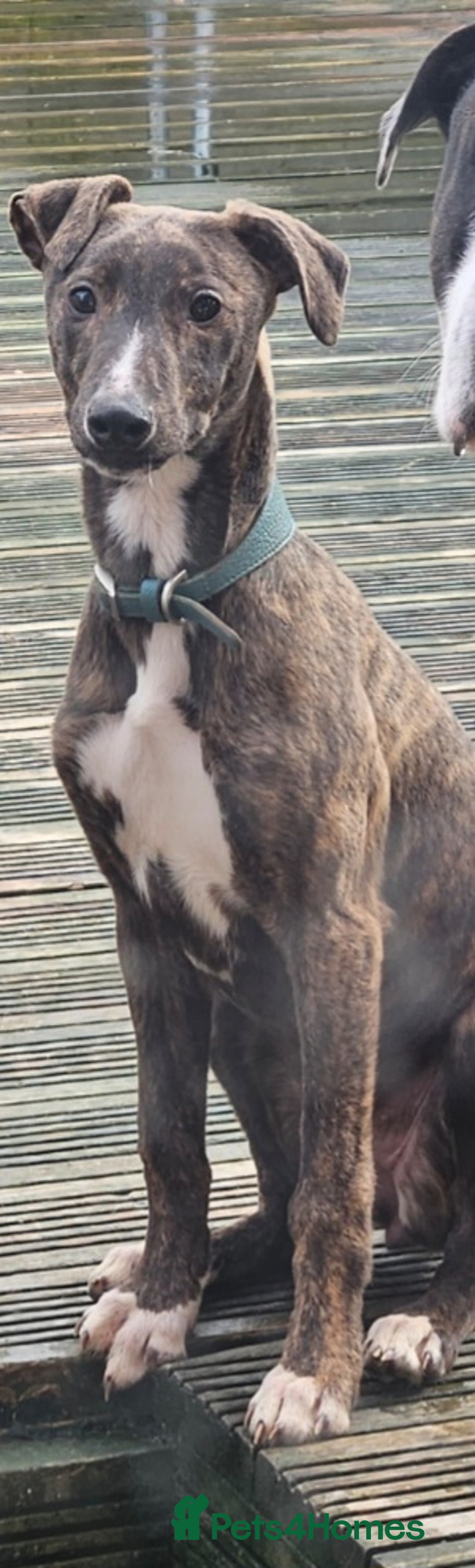 Lurcher dogs for sale: Beautiful 7 month old lurcher - Image 1