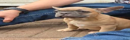 Frug dogs for sale:  Stunning Frug puppies  - Advert 16