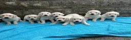 Golden Retriever dogs for sale: KC Reg Health Tested Golden Retriever Pups - Advert 20