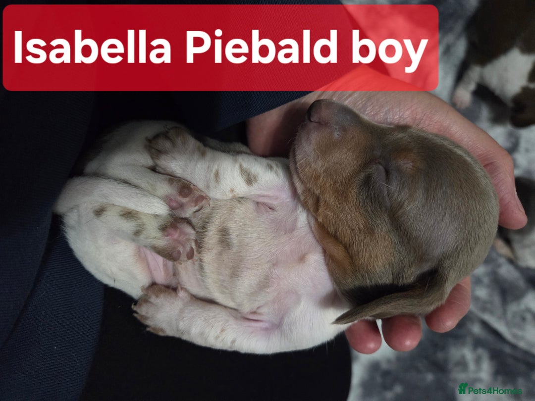 Miniature Dachshund dogs for sale: Miniature dachshund puppies KC Reg - Image 9