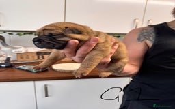 Shar Pei dogs for sale: Sharp pie puppies  - Image 3