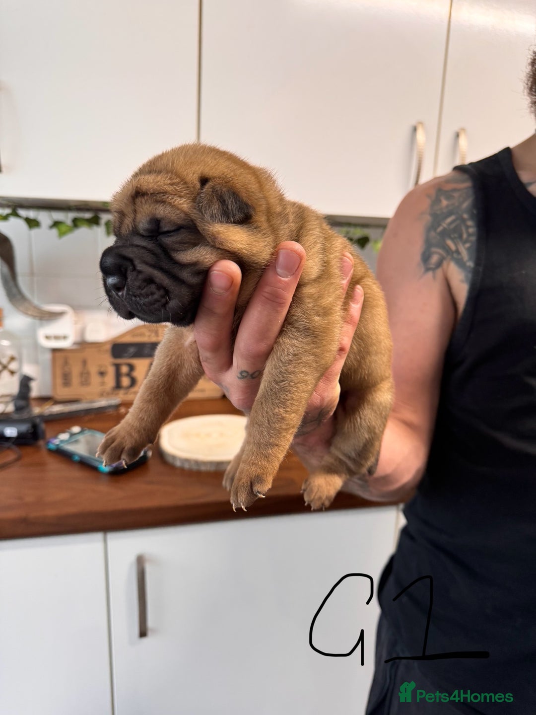 Shar Pei dogs for sale: Sharp pie puppies  - Image 3