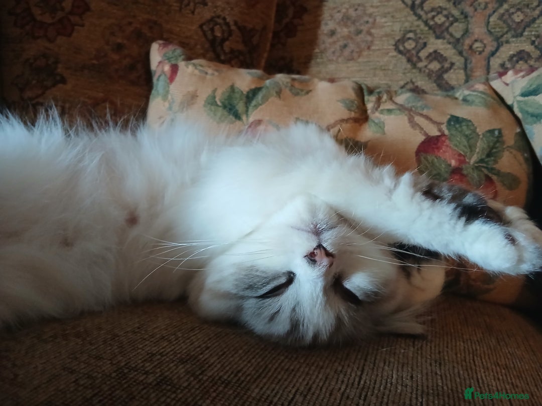 Persian cats for sale: Male doll faced pure Persian cat - Advert 5