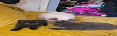 Black boy with white marking on tummy