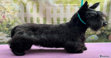 Mixed Breed dogs westie/maltese x Scottish Terrier - Advert 2