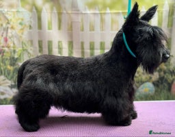 Mixed Breed dogs westie/maltese x Scottish Terrier - Advert 2