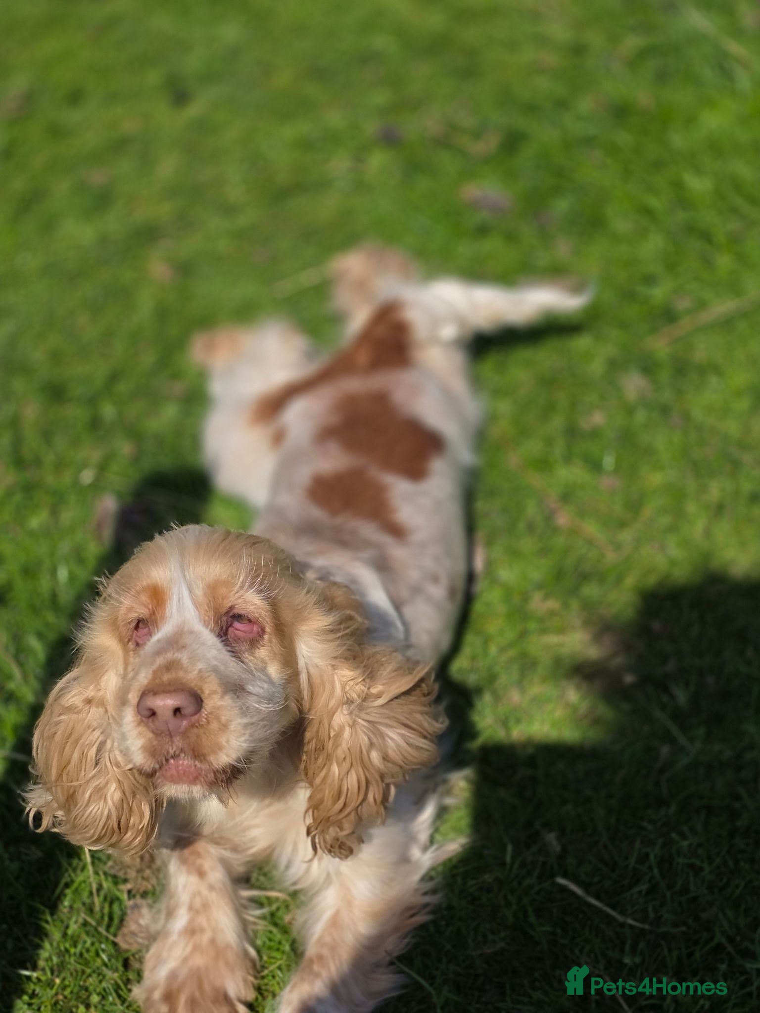 Cocker Spaniel dogs KC Registered Show Type Cocker Spaniel Puppies  - Advert 1