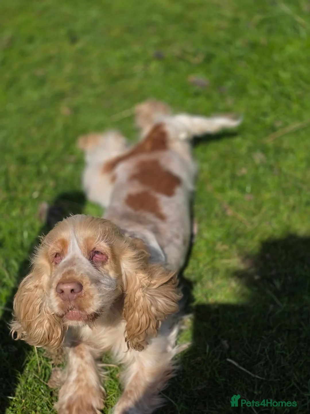 Cocker Spaniel dogs for sale: KC Registered Show Type Cocker Spaniel Puppies  - Advert 1