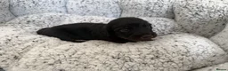 Miniature Dachshund dogs for sale: KC short haired and long haired puppies  - Advert 24