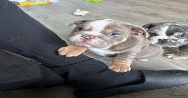 English Bulldog dogs LAST 3 GIRLS READY NOW - Advert 3