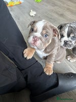 English Bulldog dogs LAST 3 GIRLS READY NOW - Advert 2