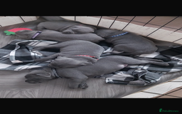 Staffordshire Bull Terrier dogs for sale: solid blues - Image 23