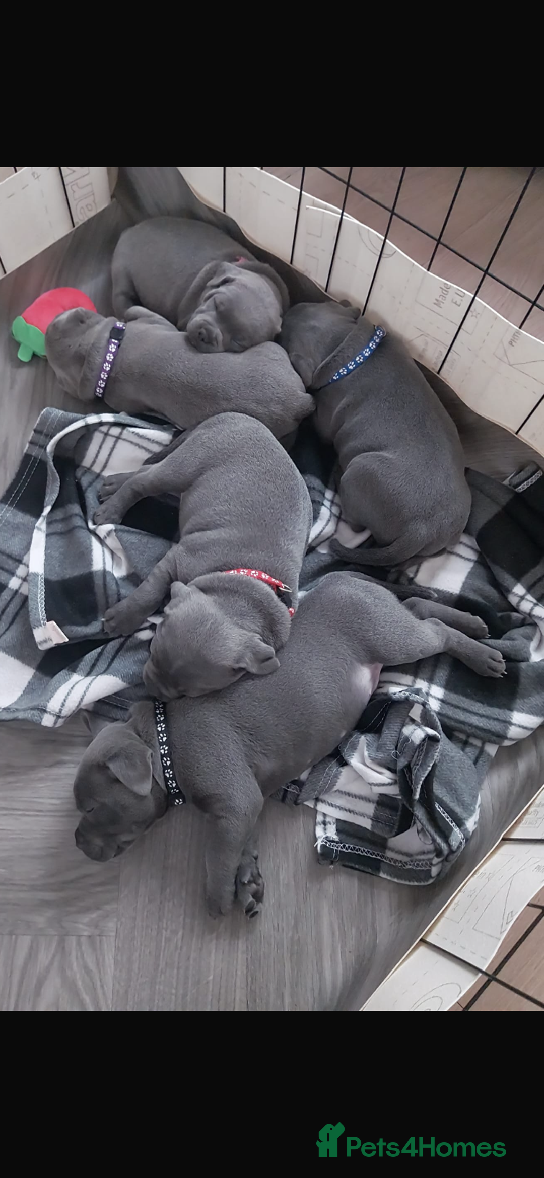 Staffordshire Bull Terrier dogs for sale: solid blues - Image 23
