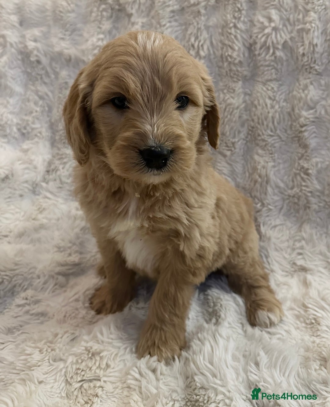 Goldendoodle dogs for sale: Beautiful golden doodles  - Advert 14
