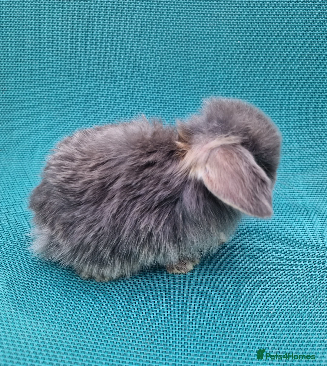 Mini Lop rabbits for sale: Baby male mini lops - Advert 9