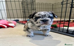French Bulldog dogs for sale: Visual Fluffy French Bulldogs x 4 Male - Advert 16
