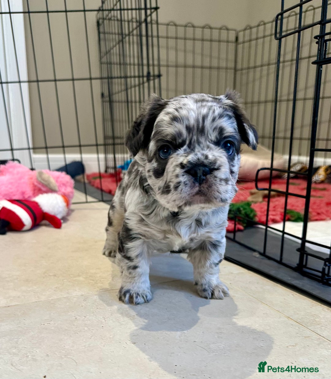 French Bulldog dogs for sale: Visual Fluffy French Bulldogs x 4 Male - Advert 16