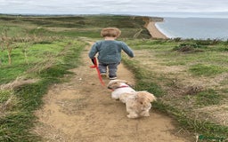 Shih Tzu dogs for stud: Handsome experienced KC registered stud dog in Cullompton - Image 20