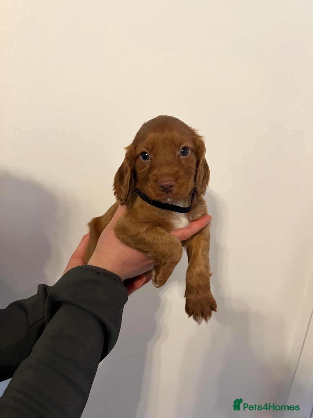 Cocker Spaniel dogs for stud: RED KC STUD DOG  in Bishop Auckland - Advert 9