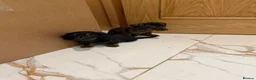 Miniature Dachshund dogs for sale: Miniature Dachshund  - Advert 7