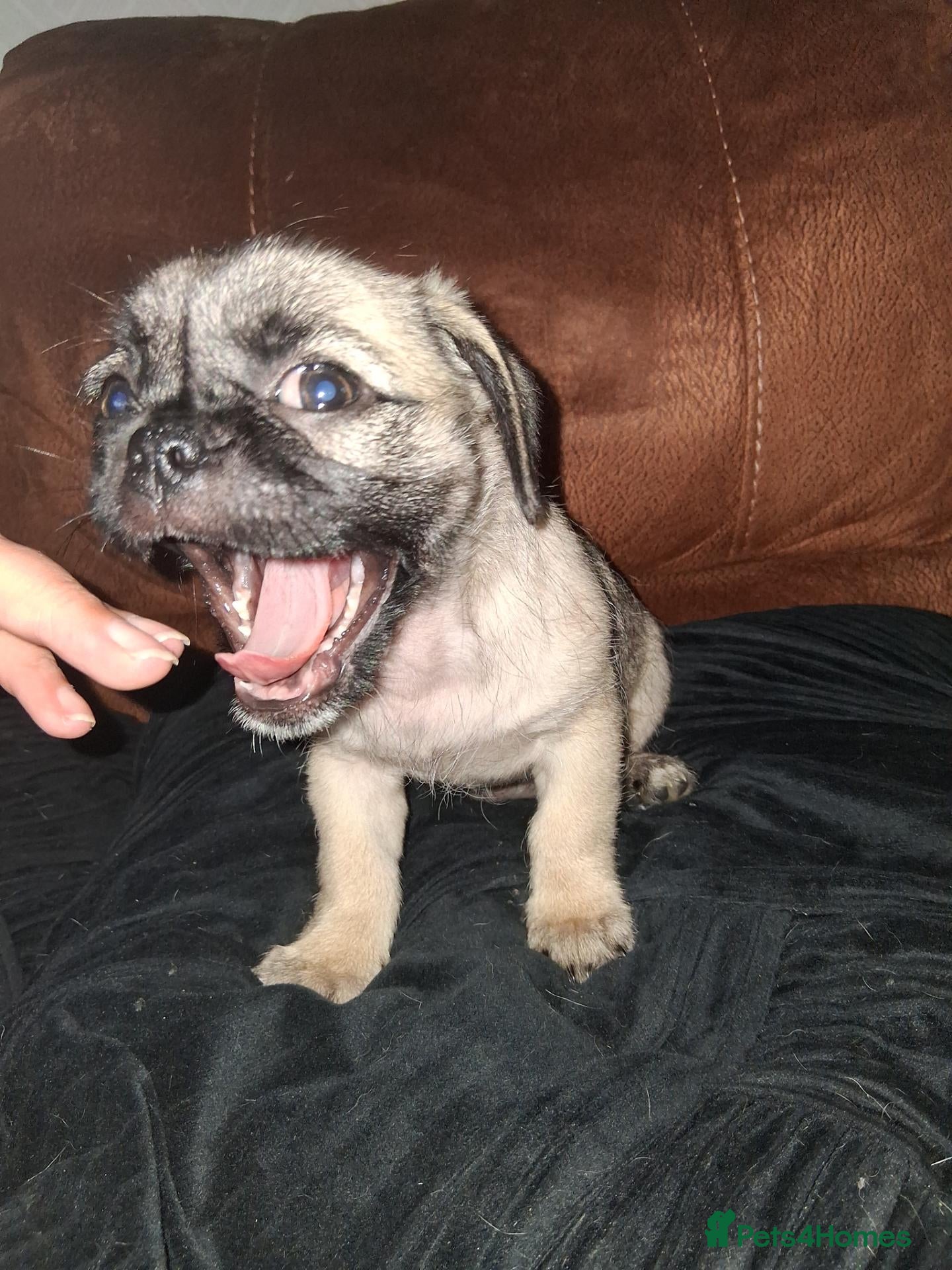 Mixed Breed dogs 2 females remaining - Advert 15