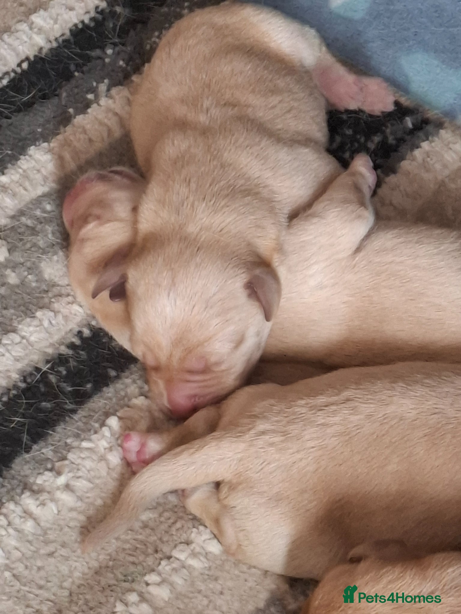 Labrador Retriever dogs for sale: KC Reg Labrador Pups in Newton Abbot - Advert 7