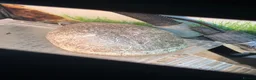 Turtle reptiles for sale: Two musk turtles  - Advert 4