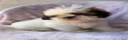 Shih Tzu dogs for sale: 🐶 Beautiful Shih Tzu Puppies for Sale 🐶 - Advert 8