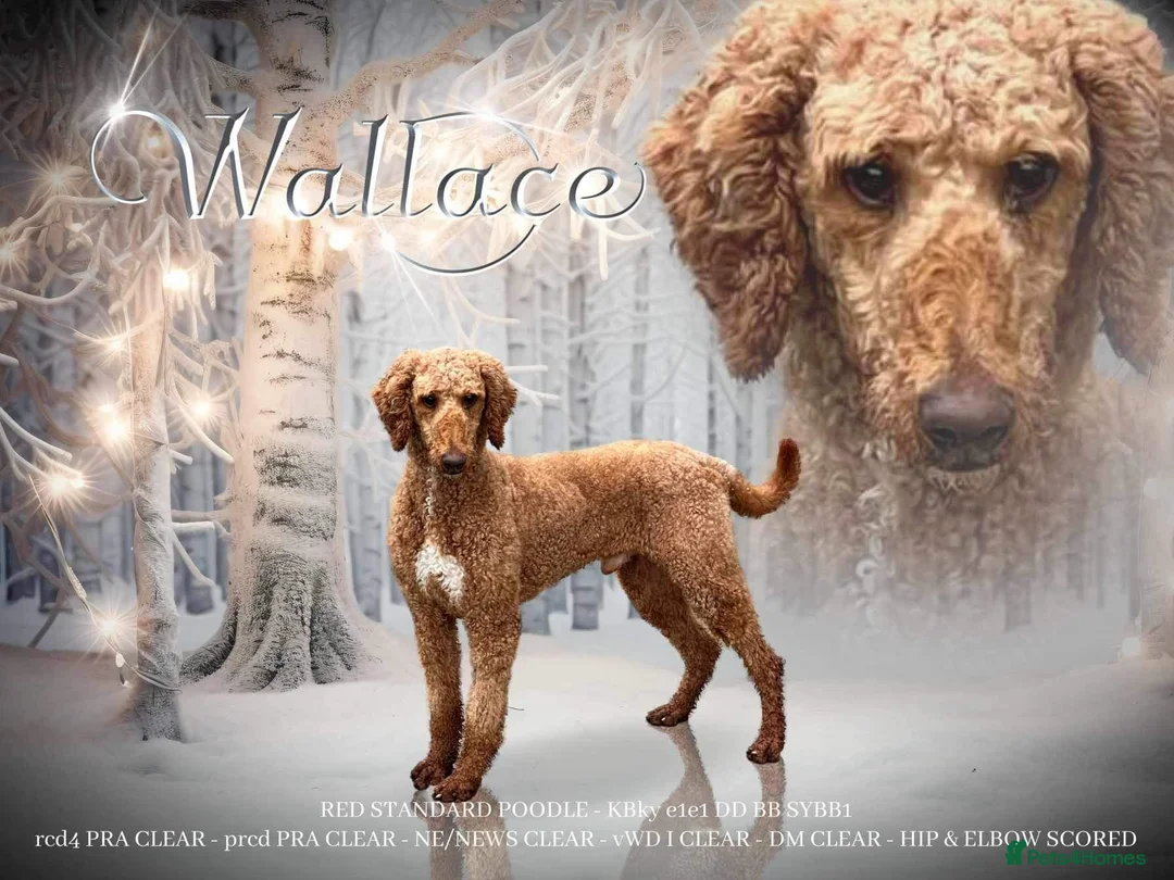 Standard Poodle dogs for stud: Wallace kc reg standard red poodle  in Market Drayton - Advert 11
