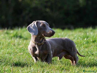 Miniature Dachshund dogs in Burton-on-Trent - Advert 39