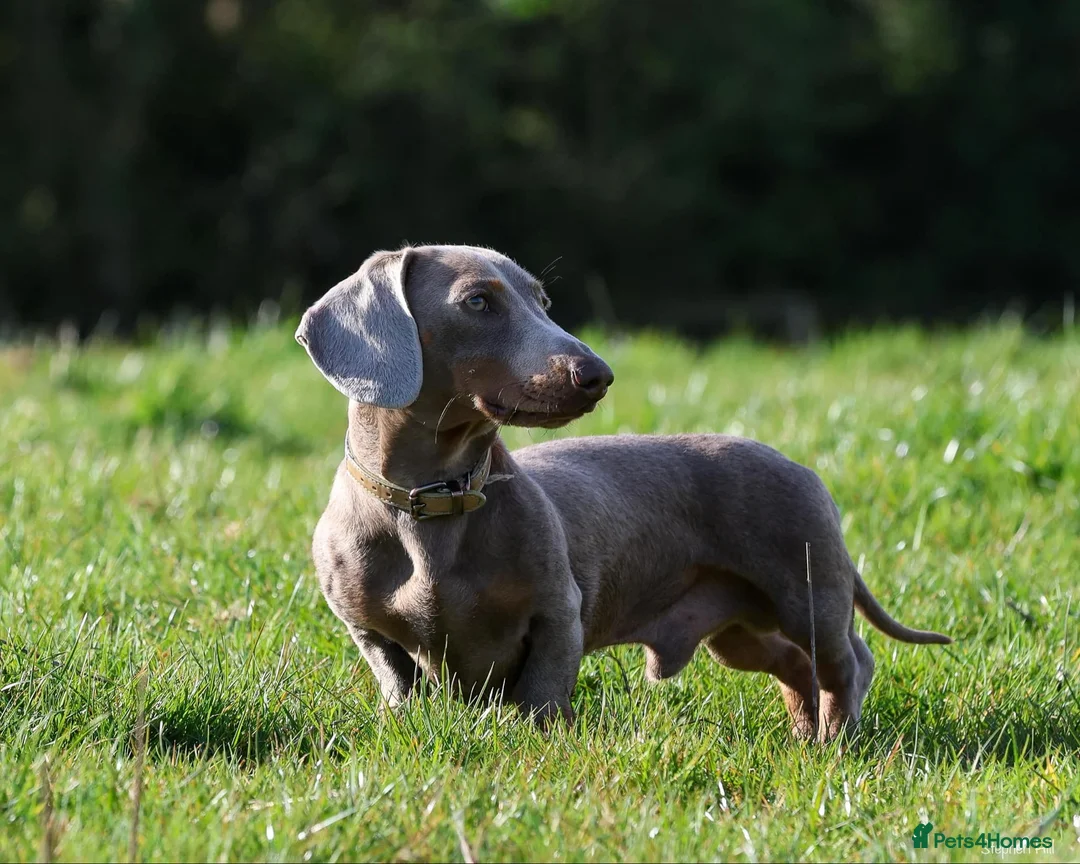 Miniature Dachshund dogs for stud: Miniature Dachshund in Burton-on-Trent - Advert 1
