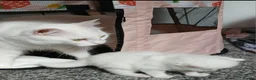 Turkish Angora cats for sale: Kitten female Angoradoll - Advert 6