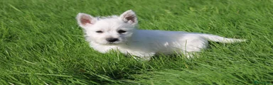West Highland Terrier 3