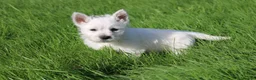 West Highland Terrier dogs for sale: West Highland Terrier (Westie) Puppies for Sale - Advert 16
