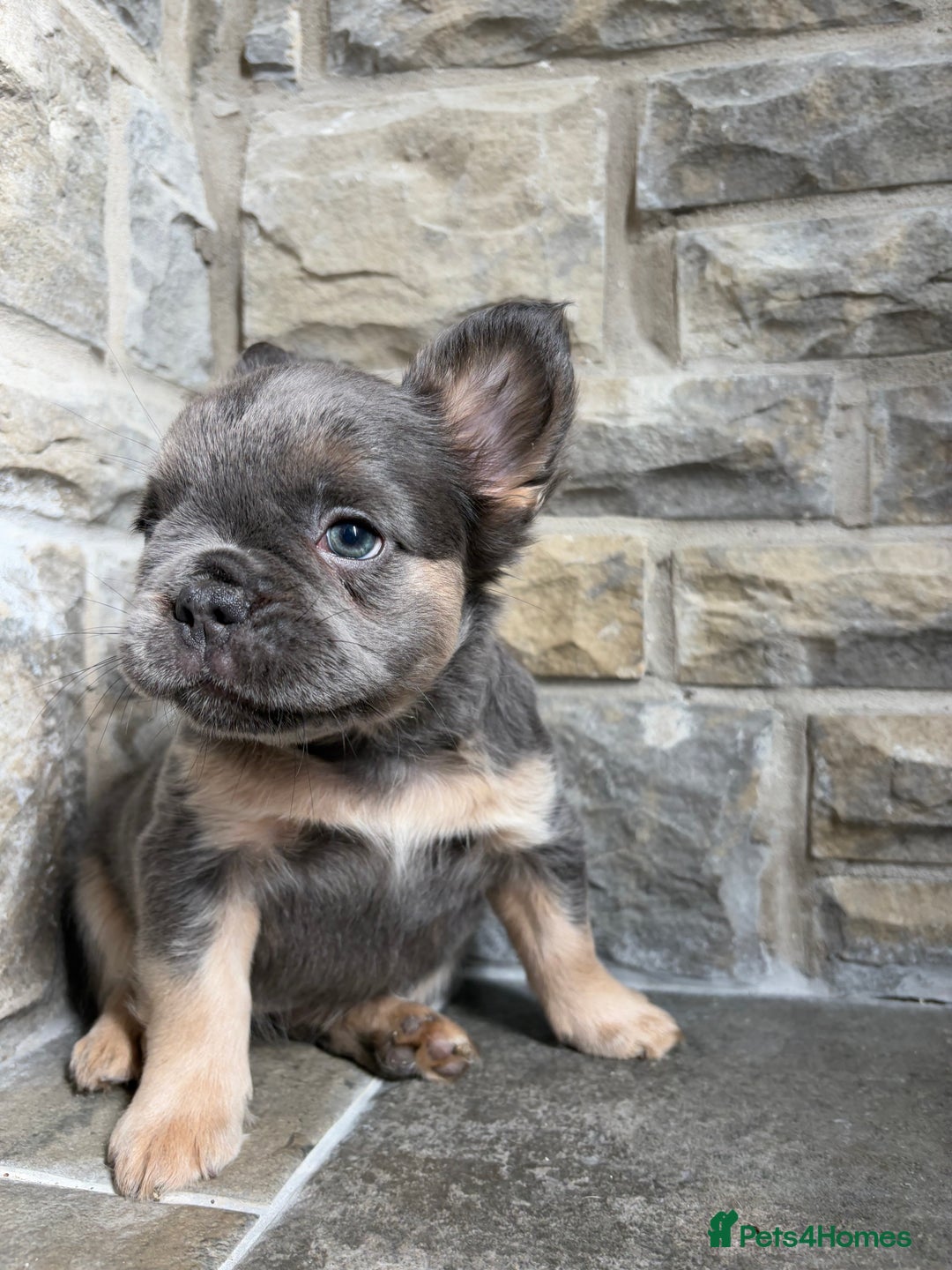 French Bulldog dogs for sale: 4 Fluffy French Bulldogs FOR SALE  - Image 14