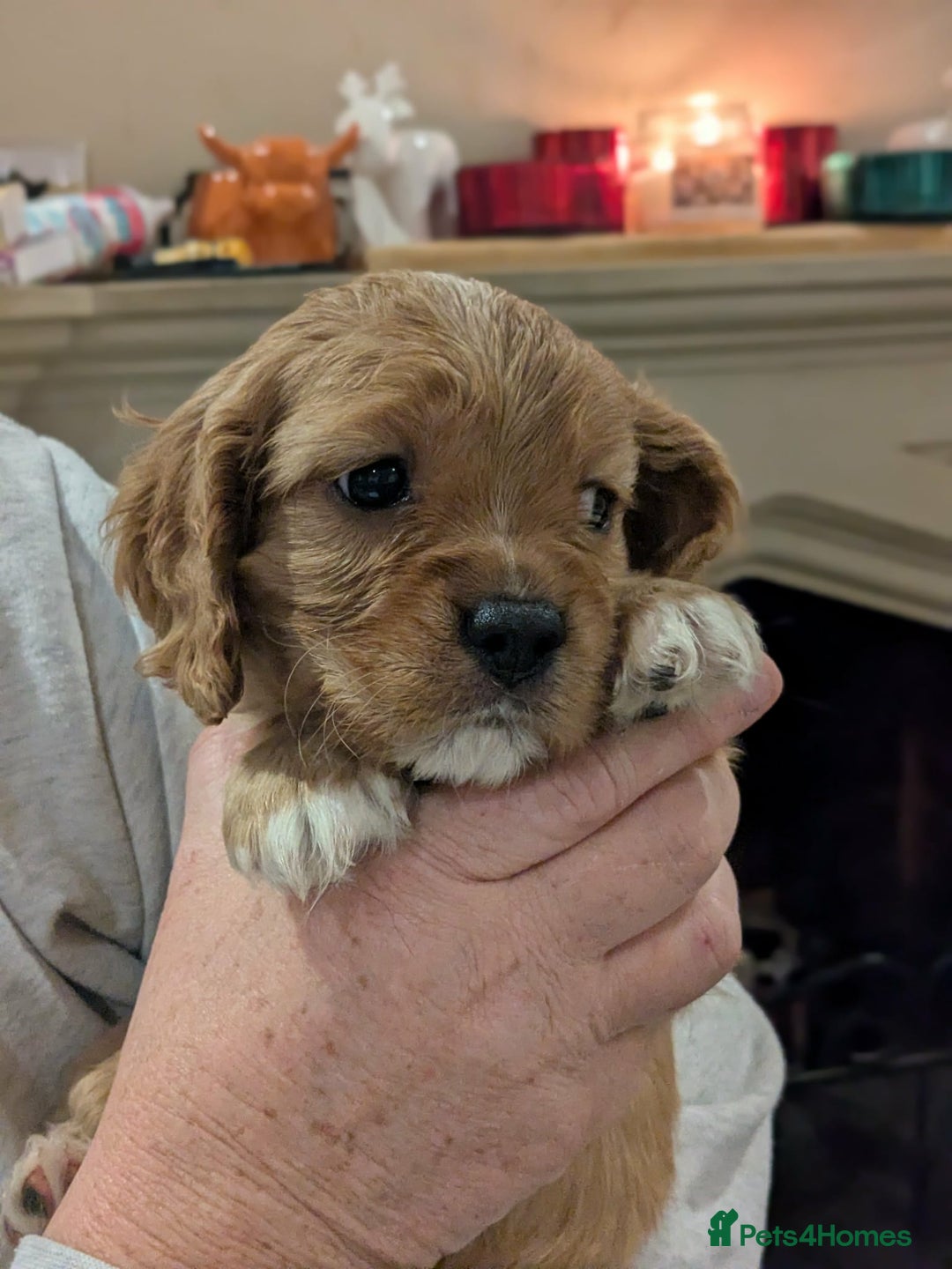 Cavapoo dogs for sale: Cavapoo  - Advert 1