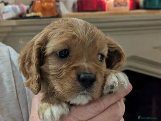 Cavapoo dogs Cavapoo - Advert 6