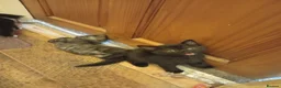 Bengal cats for sale: Kittens for sale  in Slough - Advert 5