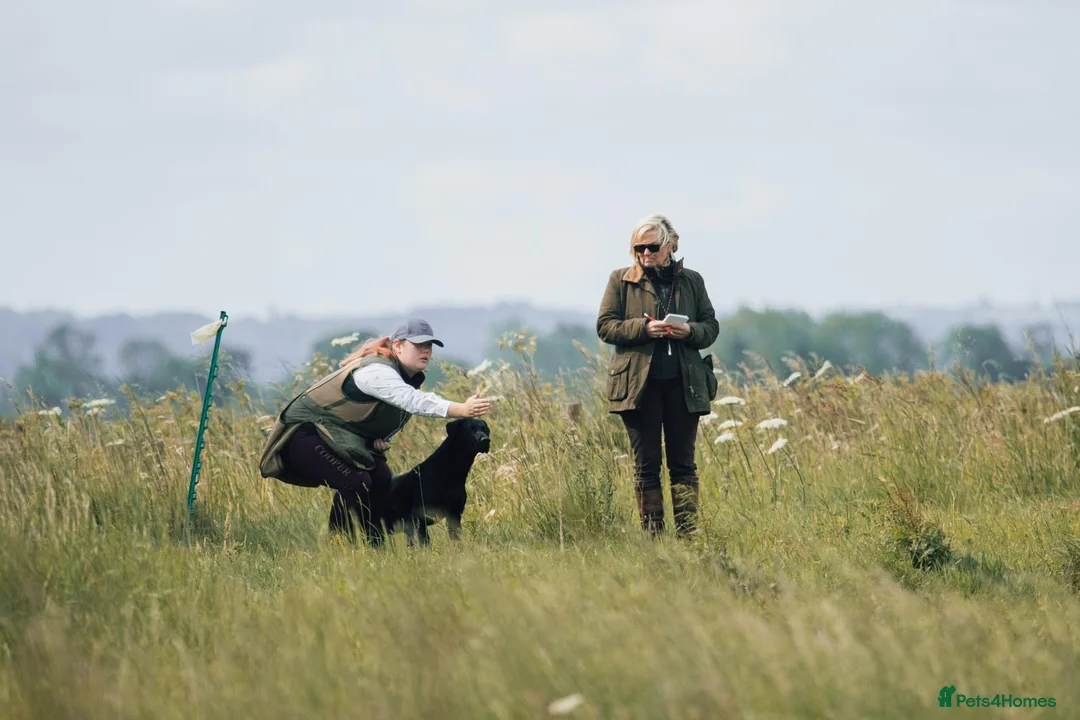 Labrador Retriever dogs for stud: FTCH sired superb lines absolute gent  in Droitwich - Advert 25