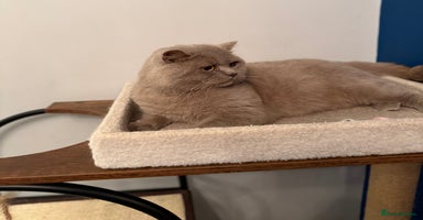 British Shorthair cats - Advert 12