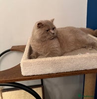 British Shorthair cats - Advert 13