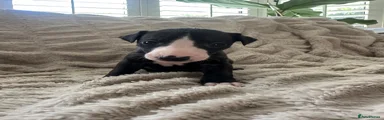 Whippet Puppy 8