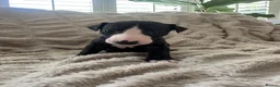 Whippet dogs for sale: Beautiful Whippet Puppies  - Advert 4